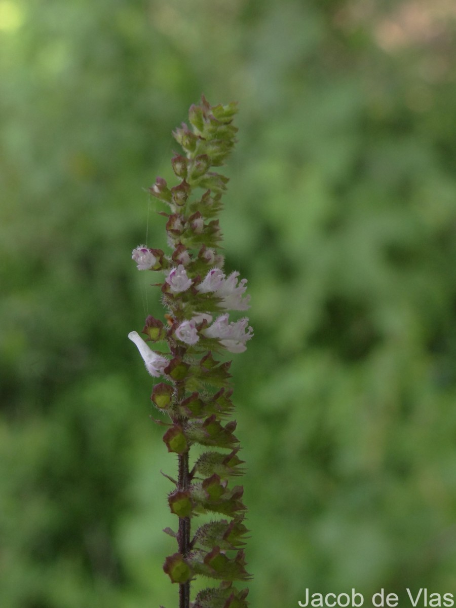 Basilicum polystachyon (L.) Moench